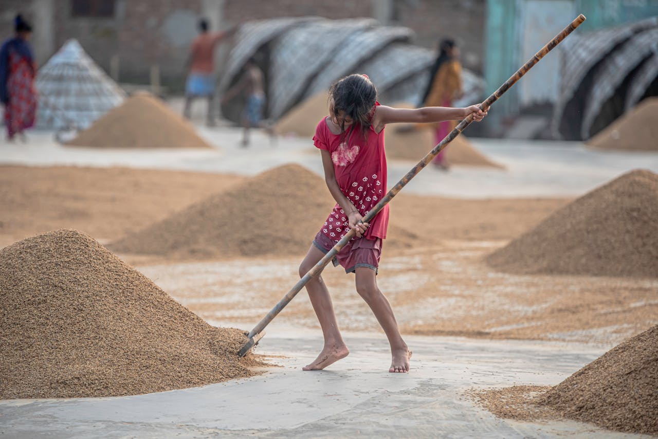 A young girl in a red dress rakes grains outdoors in a rural setting, showcasing traditional farming methods.